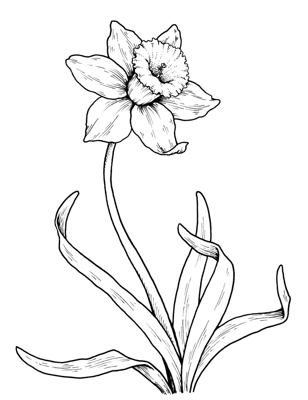 daffodil-web