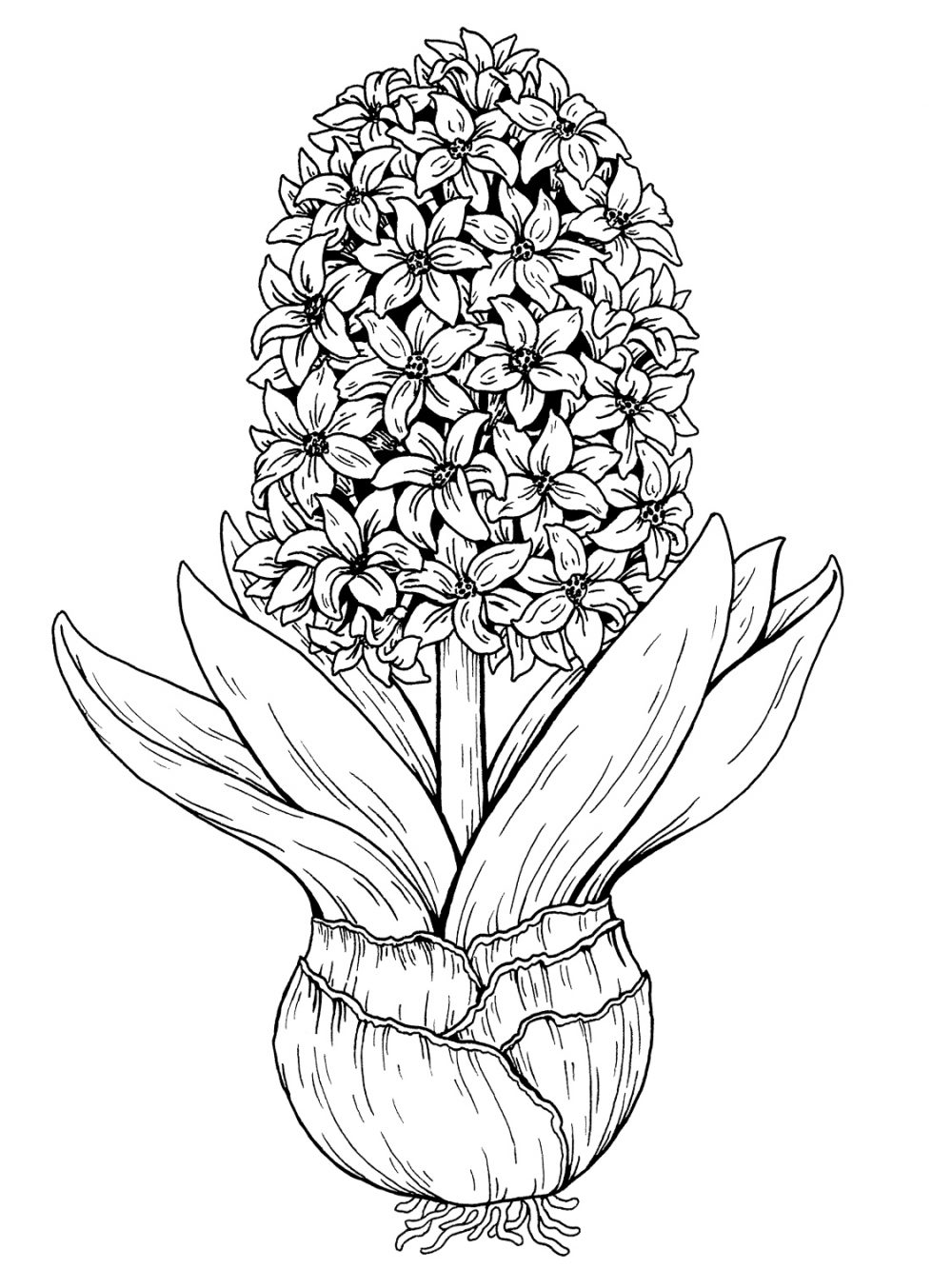 hyacinth-web